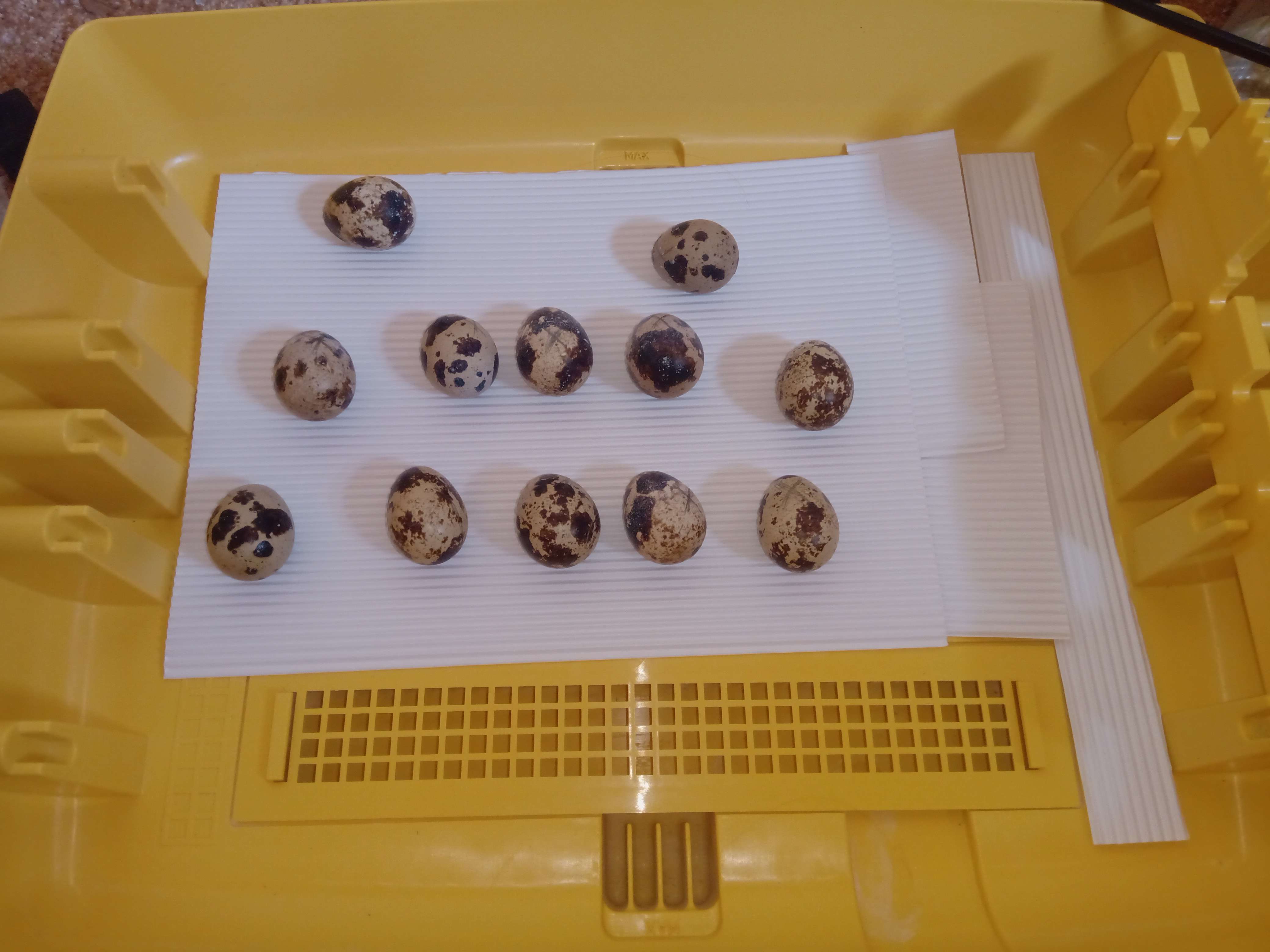 Wachteleier im Brutautomaten, diesmal auf dem Boden